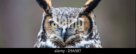 Eine große gehörnte Eule sieht in die Ferne, als er für seine nächste Mahlzeit sucht. Stockfoto