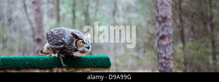 Eine große gehörnte Eule im Flug. Carolina Raptor Center. Stockfoto