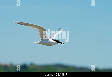 Brandseeschwalbe (Sterna Sandvicensis) fliegt mit gefangenem Fisch zurück zur Brutkolonie. Frühling. UK Stockfoto