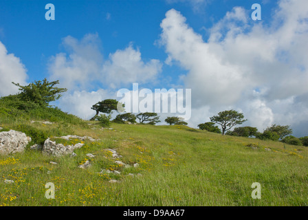 Bäume auf den Kalkstein von Humphrey Head, in der Nähe von Grange-über-Sande, South Lakeland, Cumbria, England UK Stockfoto