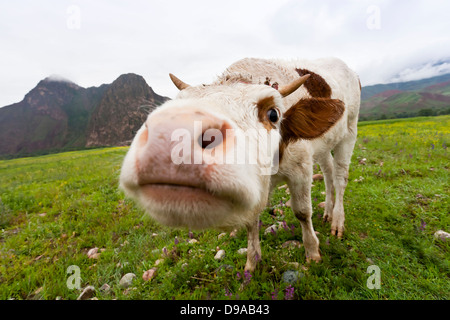 Neugierige Kuh Blick in die Kamera. Stockfoto