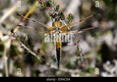 Eine vier-spotted Chaser-Libelle Stockfoto