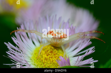 Eine Makro Nahaufnahme von einer Krabbenspinne thront auf einer Blume. Stockfoto