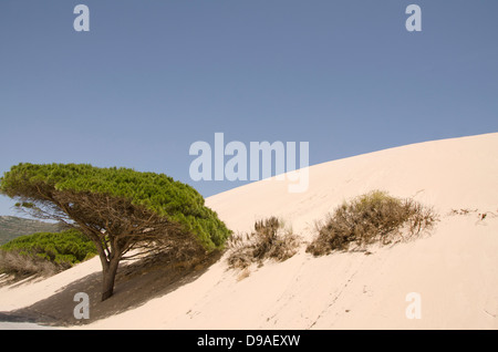 Bewegliche Sanddüne ein Stein Pinie am Punta Paloma Beach in der Nähe von Tarifa, Andalusien, Spanien übernommen. Stockfoto