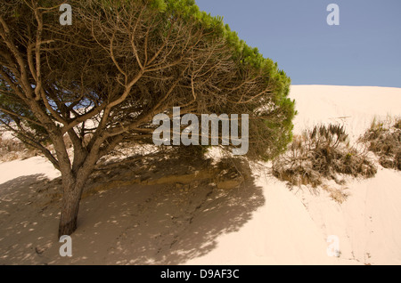 Bewegte Sanddüne, die einen Steinpivunta Paloma Strand in der Nähe von Tarifa, Andalusien, Spanien, übernommen hat. Stockfoto