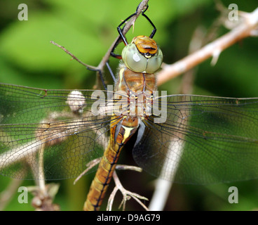 European Green Eyed Hawker aka Norfolk Hawker (Aeshna drehbar). Stockfoto