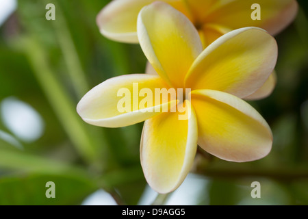 Nahaufnahme des gelben Plumeria Blüten Stockfoto