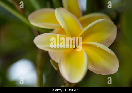 Nahaufnahme des gelben Plumeria Blüten Stockfoto