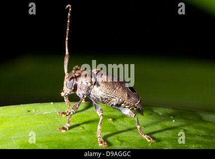 Longhorn Beetle (Familie Cerambycidae) auf einem Blatt im Regenwald Unterwuchs, Ecuador Stockfoto