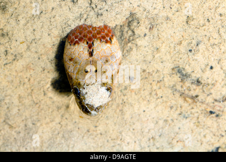 South American Wasserschlange (Helicops Angulatus) begraben im Schlamm von einem Regenwald-Becken, Ecuador Stockfoto