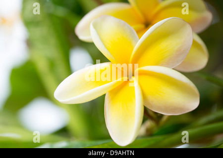 Nahaufnahme des gelben Plumeria Blüten Stockfoto