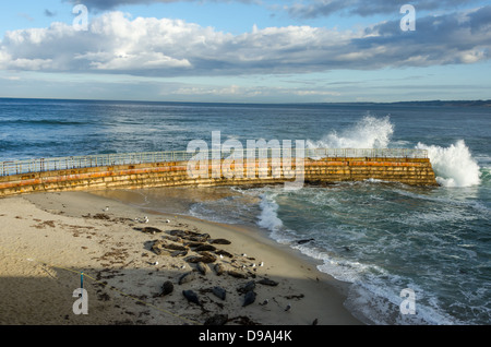 Kinder Pool Strand. Wellen die Ufermauer und Dichtungen am Strand liegen. La Jolla, Kalifornien, USA. Stockfoto