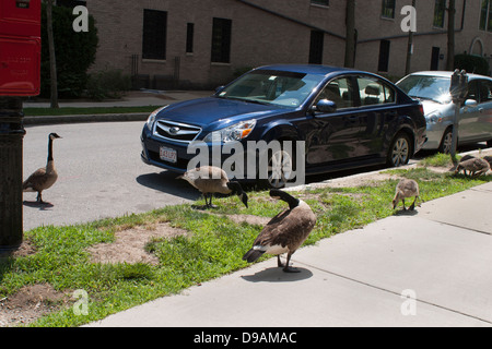 Eine Kanada-Gänse-Familie weidet auf der Graspiste in einer Seitenstraße Boston im Bereich Fenway. Stockfoto