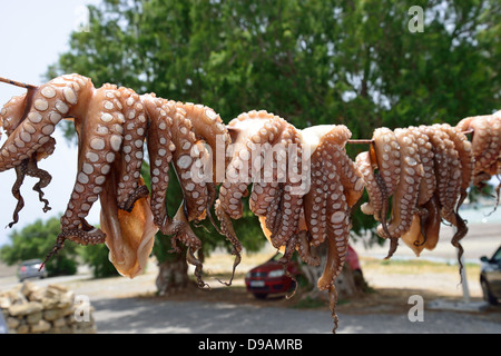 Kraken auf Linie in der Taverne, trocknen Plimmiri, Süd-Rhodos, Rhodos (Rodos), die Dodekanes, South Aegean Region, Griechenland Stockfoto