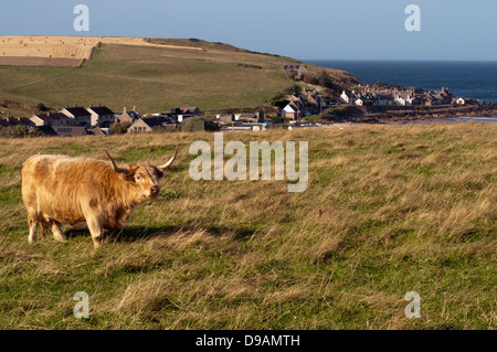 Schottische Hochlandrinder, Sandend, Schottland, Großbritannien, Europa, Galloway, Hochlandrind Traditionsmusik, Sandend, Schottland, G Stockfoto