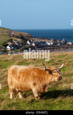 Schottische Hochlandrinder, Sandend, Schottland, Großbritannien, Europa, Galloway, Hochlandrind Traditionsmusik, Sandend, Schottland, G Stockfoto