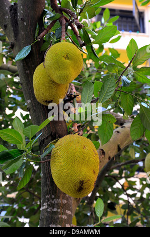 Jackfruit Baum mit hängenden Früchte Stockfoto