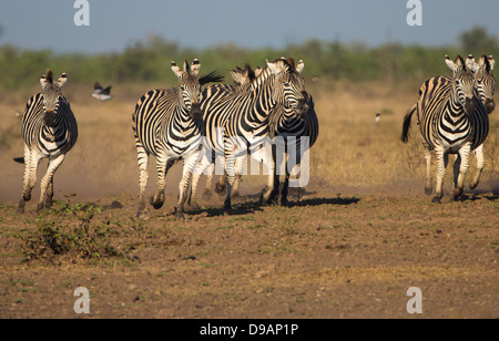 Zebra-Gruppe im Krüger-Nationalpark Stockfoto