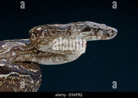 Argentinische Boa / Boa Constrictor Occidentalis Stockfoto