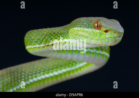Chinesische Baum Viper / Trimeresurus Stejnegeri Stockfoto