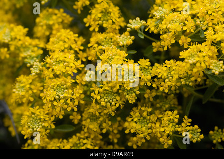 Alyssum Stribrnyi Blumen. Stockfoto