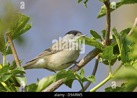 Mönchsgrasmücke, Sylvia Atricapilla, Mönchsgrasmücke, Moenchsgrasmuecke Stockfoto