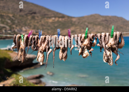 Octopus auf Linie heraus hängen vor der Kulisse des Meeres in Kreta Griechenland zu trocknen Stockfoto
