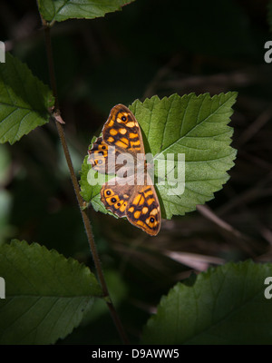 Gesprenkelte Holz Schmetterling auf Blatt Stockfoto