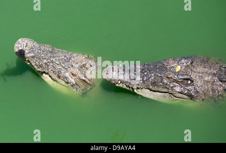 Krokodile in Thailand. Stockfoto