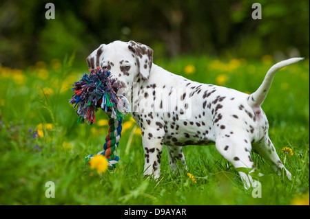 Dalmatiner Welpen mit Spielzeug auf einer Wiese Stockfoto