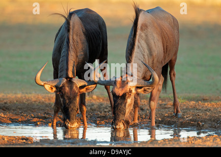 Blaue Gnus (Connochaetes Taurinus) Trinkwasser, Kalahari-Wüste, Südafrika Stockfoto