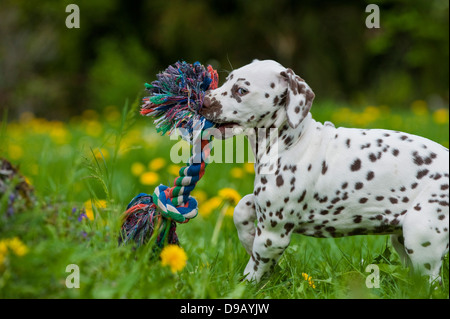 Dalmatiner Welpen mit Spielzeug auf einer Wiese Stockfoto