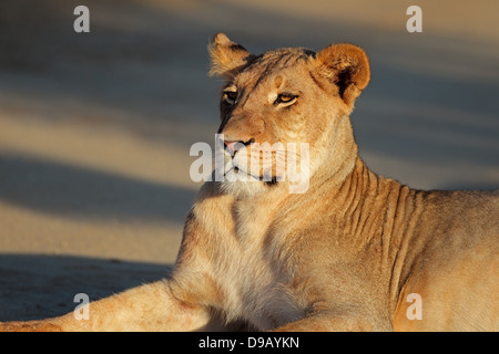 Porträt von einem ruhenden Löwin (Panthera Leo), Kalahari-Wüste, Südafrika Stockfoto