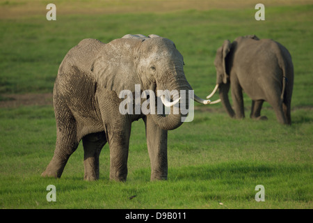 Elefant im warmen Abendlicht, Amboseli, Kenia Stockfoto