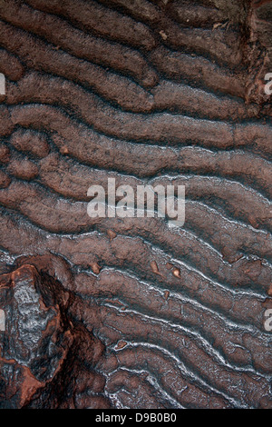 Welligkeit Platte - ein Augenblick in der Zeit. Diese rippelmarken wurden von den Wellen auf einem Sandstrand vor 200 Millionen Jahren gebildet. Eine Beschichtung von Schlamm erhalten ihre Form vor, die Sie in mehr Sand begraben wurden. Die Bohrungen werden gedacht, um die Spuren eines frühen Dinosaurier werden Stockfoto