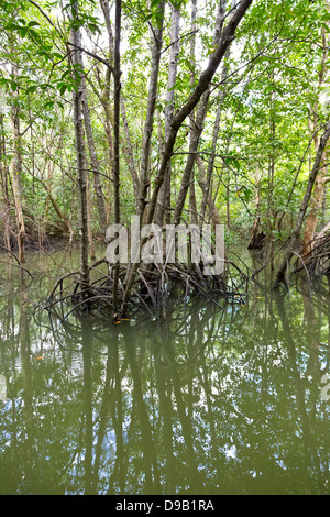 Mangrovenwald auf dem Fluss Pak Nam Krabi in Thailand Stockfoto