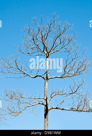 Verkümmerten Baum im leeren. Stockfoto