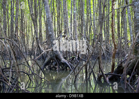 Mangrovenwald auf dem Fluss Pak Nam Krabi in Thailand Stockfoto