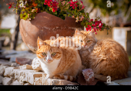 2 ginger bunte Straßenkatzen, die an einer Wand sitzen, vor einem Terrakotta-Pflanzentopf, Zypern. Stockfoto