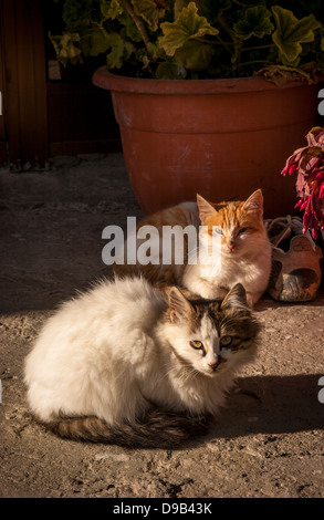 2 Straßenkatzen sitzen in der zypriotischen Sonne. Stockfoto