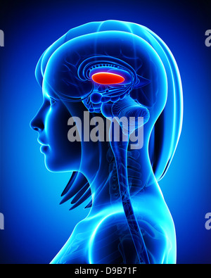 Anatomie des weiblichen Gehirns Globus Pallidus, L-Querschnitt Stockfoto