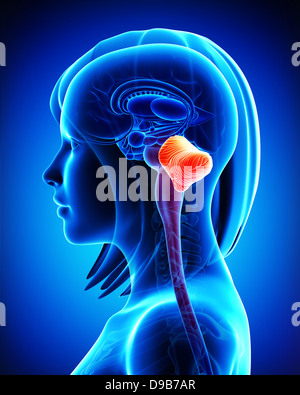 Anatomie des weiblichen Gehirns Kleinhirn Querschnitt Stockfoto