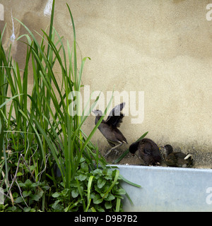 Teichhuhn-Küken (Gallinula Chloropus)-Oxford-Kanal auf Rasen junge junge Vögel Küken Küken Baby Vögel gemeinsamen Vogel Vögel Stockfoto