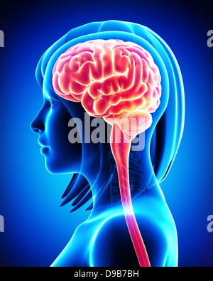 Anatomie des weiblichen Gehirns Querschnitt von außerhalb Stockfoto
