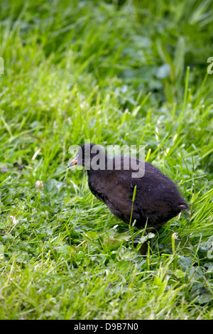 Teichhuhn-Küken (Gallinula Chloropus) auf Rasen junge junge Vögel Küken Küken baby Vögel gemeinsamen Vogel Geflügel in das wilde Leben Stockfoto