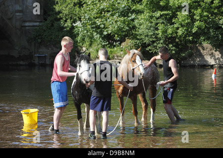 Zigeuner waschen ihre Pferde und Ponys in den Fluss Eden vor paradieren sie zum Verkauf an Appleby Horse Fair, in Cumbria, England Stockfoto