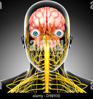 Nervensystem des menschlichen Kopf Anatomie in Form von x-ray Stockfoto