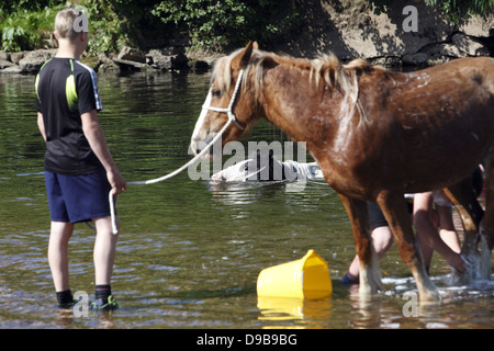 Zigeuner waschen ihre Pferde und Ponys in den Fluss Eden vor paradieren sie zum Verkauf an Appleby Horse Fair, in Cumbria, England Stockfoto