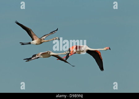 Rosaflamingo, Phoenicopterus Rube, Phoenicopterus Roseus, Rosaflamingo Stockfoto