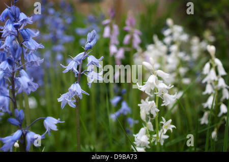 Glockenblumen, die natürlicherweise in blau, weiß und lila Stockfoto